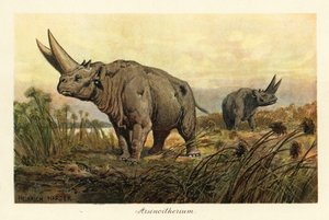 Arsinoitherium, en utdødd slekt av paenungulata pattedyr., 1908 (Trykk)