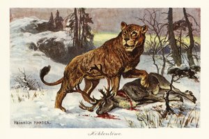 Eurasisk huleløve, Panthera spelaea., 1908 (Trykk)