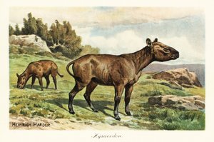 Hyracodon, utdødd slekt av ponnilignende pattedyr, Oligocene. ,1908 (Skriv ut) av Heinrich Harder