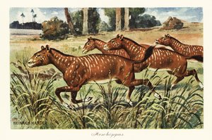 Mesohippus, utdødd slekt av tidlig hest., 1908 (Trykk)