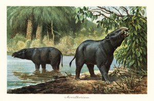 Moeritherium, utdødd slekt av proboscidean fra eocen. ,1908 (Skriv ut)