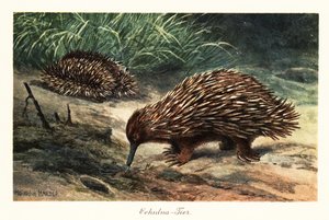 Kortnebb echidna, Tachyglossus aculeatus, søker etter mat. av Heinrich Harder