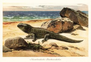 Sårbar tuatara, Sphenodon punctatus, i kysten. av Heinrich Harder