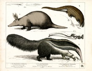 Aardvark, maursluker og Pangolin av Heinrich Leutemann