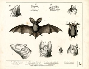 Flaggermusarter med anatomiske detaljer av Heinrich Leutemann