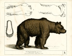 Brunbjørn med anatomiske detaljer av Heinrich Leutemann
