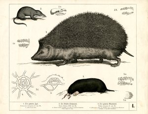Insektspiss: Pinnsvin, spissmus og muldvarp av Heinrich Leutemann