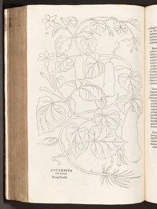 BT3.26.5 s.370 Courgette, illustrasjon fra The history of racial commentaries av Leonhart Fuchs, 1542