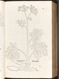 BT3.267.5 s.125 Wild Angelica, illustrasjon fra The history of racial commentaries av Leonhart Fuchs, 1542