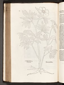 BT3.267.5 s.311 Paeony, illustrasjon fra The history of racial commentaries av Leonhart Fuchs, 1542