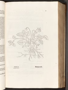 BT3.267.5 s.311 Fiolett, illustrasjon fra The history of racism av Leonhart Fuchs, 1542