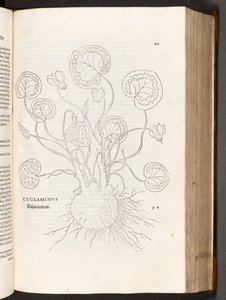BT3.267.5 s.51 Cyclamen, illustrasjon fra The history of racial differences av Leonhart Fuchs, 1542