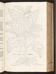 BT3.267.5 s.533 Aubergine, illustrasjon fra The history of racial commentaries av Leonhart Fuchs, 1542