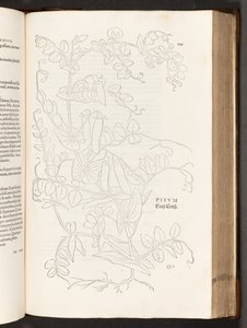 BT3.267.5. s.627 Pea, illustrasjon fra The history of racial commentaries av Leonhart Fuchs, 1542