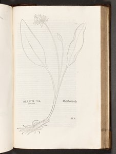 BT3.267.5 s.739 Allium, illustrasjon fra The history of racism av Leonhart Fuchs, 1542