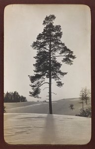 Første verdenskrig: 