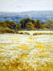 Oxeye Daisies, nær Westerham, Kent (akvarell på papir) av Helen Allingham