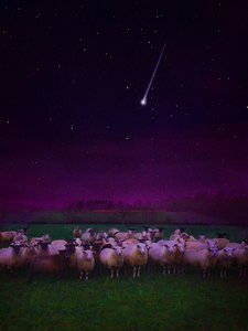 Flock by Night, 2019 av Helen White