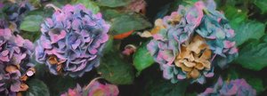 Hortensia, 2018, av Helen White