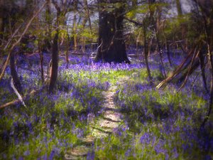 Light-Dappled Bluebells, 2021 (digitalt maleri)