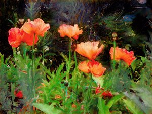 Peachy Poppies, 2020 av Helen White
