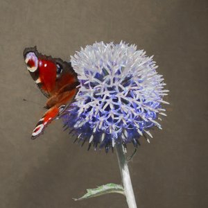 Påfugl på blå tistel, 2018 av Helen White
