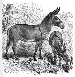 Afrikansk villesel, ca 1900