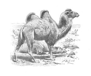 Bactrian Camel, c1900
