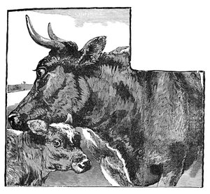 Ku og kalv, c1900 av Helena J. Maguire