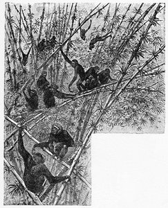 Hoolocks in a Bamboo Jungle, c1900 av Helena J. Maguire