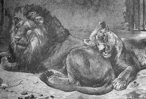 Løve og løvinne, c1900