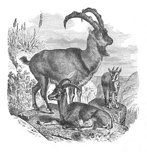Persiske villgeiter, ca 1900