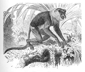 Proboscis Monkey, c1900