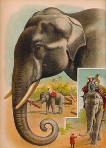 Elefanten, ca 1900