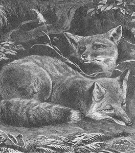 The Fox at Home, c1900 av Helena J. Maguire