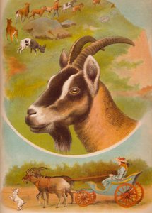 Geiten, ca 1900 av Helena J. Maguire