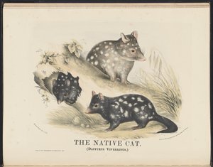 Pattedyr i Australia (Krefft) Nla.obj-33627803-14 Den innfødte katten av Helena Scott