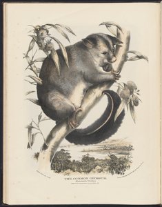 Pattedyr i Australia (Krefft) Nla.obj-33627803-9 The Common Opossum. av Helena Scott