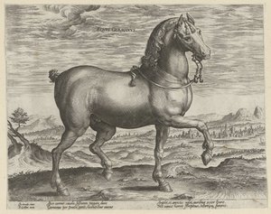Hingst fra Tyskland Eqvvs Germanvs (tittel på objekt) Hesteraser fra Royal Stables of Don Juan of Austria (serietittel) Equile Ioannis Austriaci Caroli (serietittel) av Hendrick Goltzius (possibly)