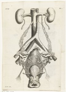 Anatomisk bilde av kvinnelige kjønnsorganer og nyrer Bokillustrasjon for: Reinier de Graaf, Alle de wercken, Amsterdam, 1686