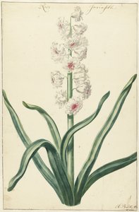 Witte hyacint Rose Invisible (tittel på objekt) av Hendrik Budde