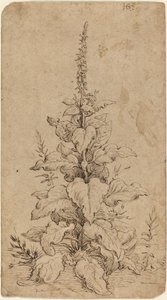 En revebjelle i blomst av Hendrik Goltzius