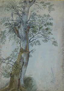 Study of a Tree, 1597-99 (penn i mørkebrunt blekk, pensel i wc og kroppsfarge, forsterket med hvitt på blått papir) av Hendrik Goltzius