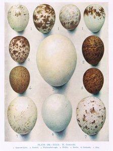 Egg: Montagu