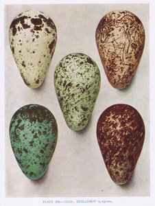 Egg:Nightjar:Hoopoe:etc, illustrasjon fra 