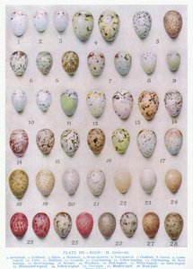 Egg of the Crow-familien, illustrasjon fra 