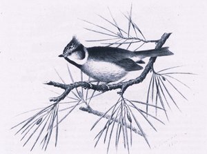 Scottish Crested Tits, Nature in Britain utgitt av Collins, 1946