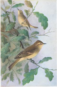 Willow Warbler, Postkort, 1930-tallet