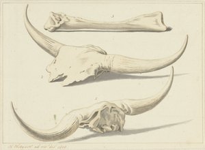 Fossile bein fra en urokse, funnet under flommen, 1809
