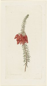 Blomster (Erica Mammosa)